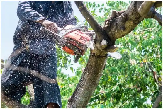 tree services Emory